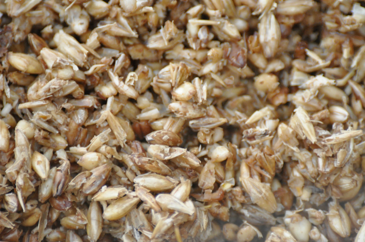 spent grain