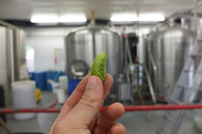 Fresh Hops going into Lake Monster's newest creation